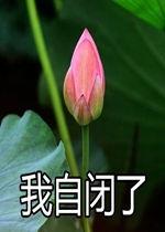 莲花一生最新爆料是真的吗,真相揭秘,是真是假引热议
